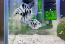 新手养鱼如何开缸养水，怎样培养硝化系统？正确养水方法教给你