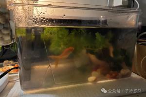 新手选鱼缸别踩坑！超白玻璃、热弯、黑胶缸怎么选？尺寸怎么选？