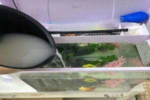 网传淘米水可以净化鱼缸水质?千万别乱倒,真相害人不浅