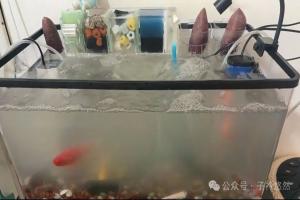 鱼缸水浑泡沫多？养鱼不翻车，如何快速解决？