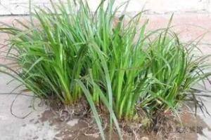 上水石上种什么植物最好
