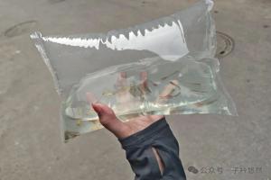 为什么商家的鱼苗活蹦乱跳,到家几天就死?还真冤枉商家了