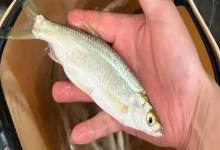 鰺鲦是什么鱼？
