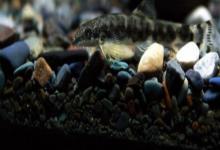 平舟原缨口鳅是什么鱼？