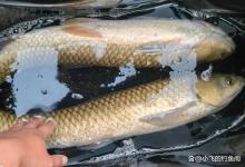 用“兔饲料”钓草鱼，没想到还真行