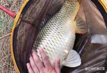 5月钓鱼，窝里鱼星直冒却不咬钩？问题出在酒米上！换这两样东西，专钓大板鲫！