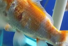 鱼的鳞片掉了会再长出来吗？锦鲤出现掉鳞、烂身应该怎么治疗？
