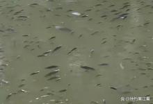 野钓晴天太阳大鱼起浮怎么钓？千万别一味钓浮，搞错作钓思路，怪不得十钓九空！