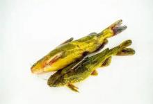 钓黄颡最怕啥？不是没口，是小鱼把你钩上那点食三秒抢光！换它试试