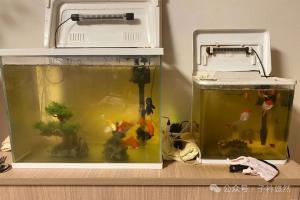 鱼缸水清却发黄？不用慌，教你轻松恢复透亮水质