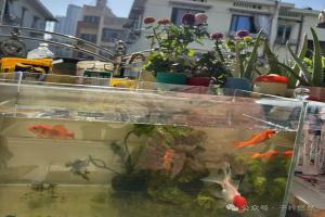 鱼缸水可以用来浇花吗？为啥容易爆发小黑飞？快速安全消灭小黑飞