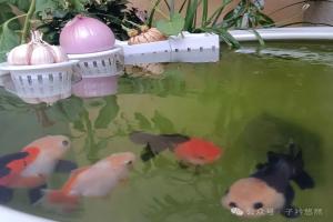 鱼缸里水培生姜真能净水抑菌？老鱼友实话实说，别再盲目跟风