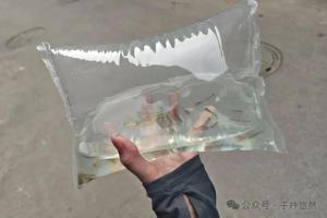 新鱼入缸总死？90% 新手都栽在这 4 个坑，不是鱼带病，是你错了