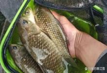 雨后别瞎转！认准这2个钓位，下竿就上大板鲫，新手也能爆护！