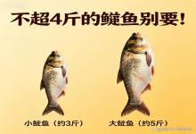 别瞎捡！不超4斤的鲢鱼，再馋也别要，既难吃还伤生态