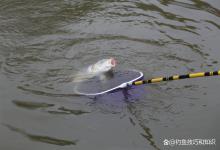 钓黑坑生口鲤鱼的最关键因素