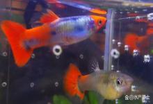 孔雀鱼炸鳞怎么办？孔雀鱼炸鳞能治好吗？治的越早，成活率越高
