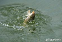 北方黑坑无限回锅鱼和南方的区别