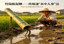 藏在老辈手里的绝活！竹筒捉泥鳅，传统古法逮“水中人参”，简单好上手