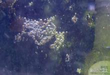 水族箱水面有泡沫且腥臭正常吗？遇到这种情况，千万别大意