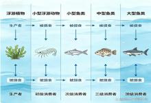 藏在野河里的生存法则！解密鱼族食物链，原来大鱼吃小鱼的背后另有玄机