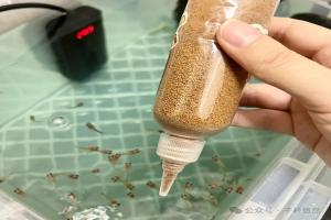别再花钱买鱼苗开口粮了，这个东西比丰年虾营养还便宜