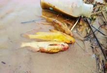 黄河里的“鲿科”鱼类——黄河拟鲿，又称“黄油条”，体长可达50公分