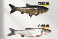 别再傻傻分不清！鲢鱼被嫌弃，鳙鱼却被抢着吃，差别到底在哪？