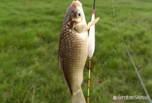 夏季野钓鲫鲤草鳊用饵的4个技巧