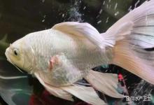 鱼脱鳞是什么原因引起？金鱼外伤导致的掉鳞烂身应该如何处理？
