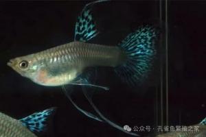 孔雀鱼总莫名死鱼？7秒判断：是鱼不行，还是水质有毒！