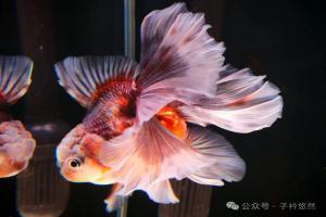 泰狮养出好状态不难！5个核心建议，新手也能上手
