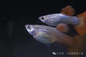 为什么同窝鱼差距天差地别？孔雀鱼从出生到成年的生长真相