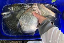 香樟果子钓鳊鱼有奇效?确实好用,但一般不建议用