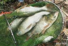 夏季钓鲢鳙，只需精通4个招数，什么鱼都没鲢鳙好钓