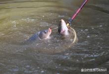 鲤鱼黑坑正钓前期最关键的4个要素