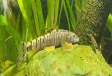 横斑原缨口鳅是什么鱼？