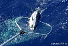 海鱼的分类方法和垂钓技巧