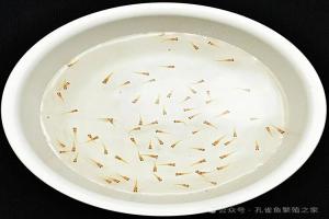 孔雀鱼新手必看！刚出生小鱼苗最全状态判断教程