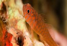 红小斑磨塘鳢是什么鱼？