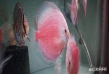 神仙鱼身上白色疙瘩怎么治？神仙鱼身上惊现白色凸起怎么处理？