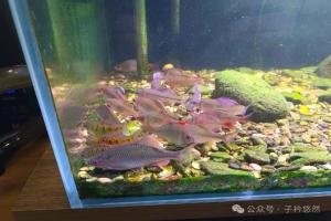 养鱼最大骗局:水清代表水好?为啥清澈水体,整缸鱼呆滞拒食?