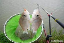 小满后钓鱼，越往深水越没口？老钓友错过的真相，太扎心！
