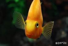 新鱼入缸炸鳞怎么回事？鱼“炸鳞”是什么？养鱼人最头疼的问题