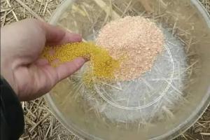别怪没提醒你，夏钓唯独这饵料用法才最关键