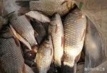 子线越长越灵敏？野钓鲫鱼，子线用多长？90%的人第一步就错了，难怪总是空军！
