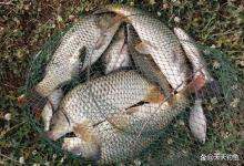 夏季钓鲤鱼，注意鲤鱼喜凉怕热，4个招数让你爆护