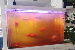 养鱼最蠢的误区:把屎汤子当老水养?越养越翻车!