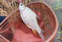 去晚了别慌！旁边钓友狂拉，我靠这几招逆袭