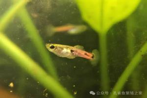 短期离家｜周末、小长假、春节不在家，孔雀鱼大小鱼完整托管方案